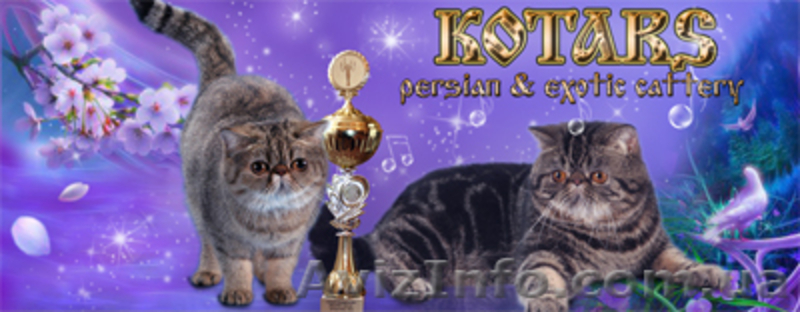 Предлогаю котят экзотической короткошерстной породы - <ro>Изображение</ro><ru>Изображение</ru> #2, <ru>Объявление</ru> #244638