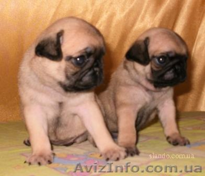 Продам щенков Мопса с Родословной - <ro>Изображение</ro><ru>Изображение</ru> #1, <ru>Объявление</ru> #236863