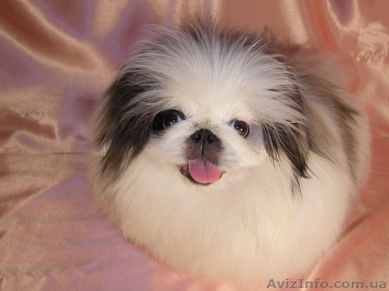 Купить щенки пекинеса в Харькове. Элитные щенки пекинеса ждут вас.  - <ro>Изображение</ro><ru>Изображение</ru> #3, <ru>Объявление</ru> #236181