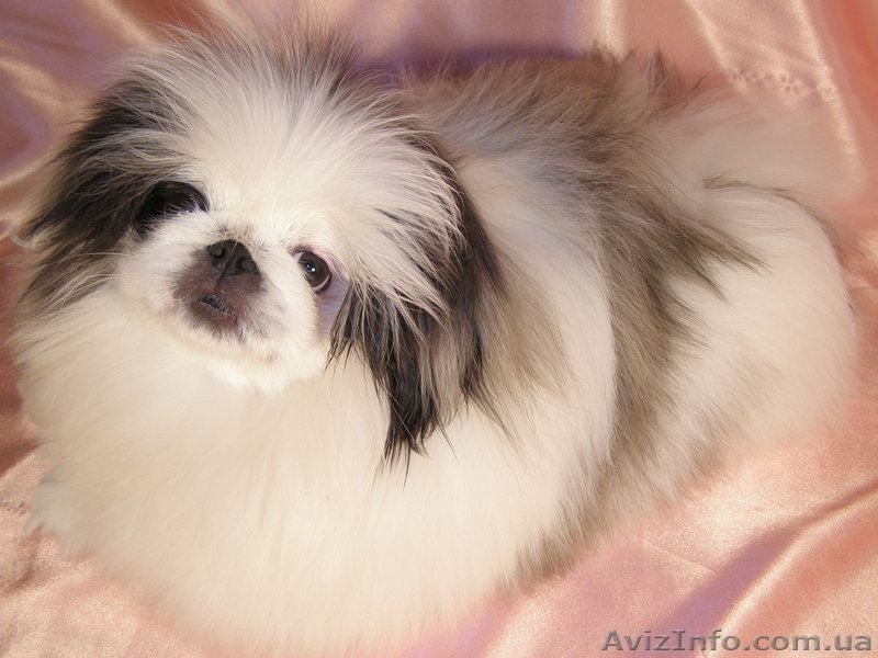 Купить щенки пекинеса в Харькове. Элитные щенки пекинеса ждут вас.  - <ro>Изображение</ro><ru>Изображение</ru> #4, <ru>Объявление</ru> #236181