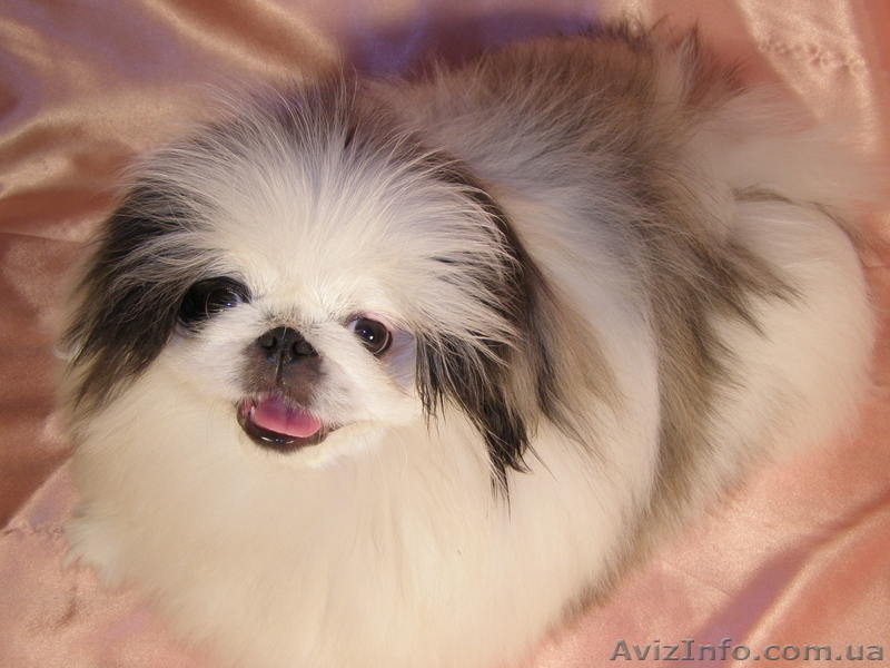 Купить щенки пекинеса в Харькове. Элитные щенки пекинеса ждут вас.  - <ro>Изображение</ro><ru>Изображение</ru> #5, <ru>Объявление</ru> #236181