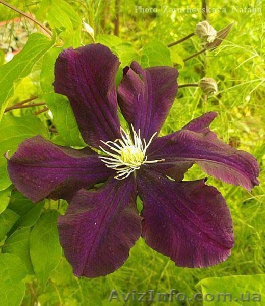 Продам клематисы - <ro>Изображение</ro><ru>Изображение</ru> #3, <ru>Объявление</ru> #247138