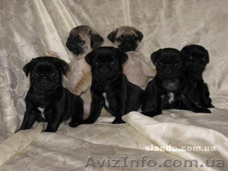 Продам щенков Мопса с Родословной - <ro>Изображение</ro><ru>Изображение</ru> #3, <ru>Объявление</ru> #236863