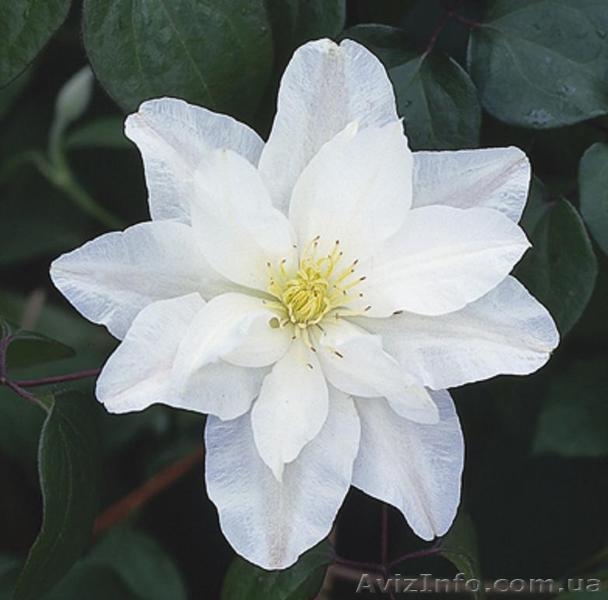 Продам клематисы - <ro>Изображение</ro><ru>Изображение</ru> #4, <ru>Объявление</ru> #247138