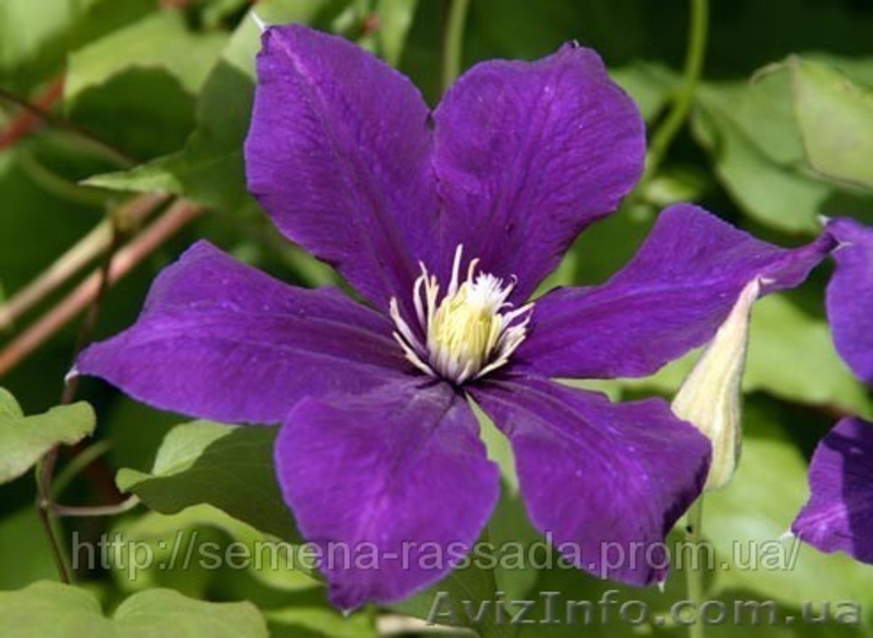 Продам клематисы - <ro>Изображение</ro><ru>Изображение</ru> #5, <ru>Объявление</ru> #247138