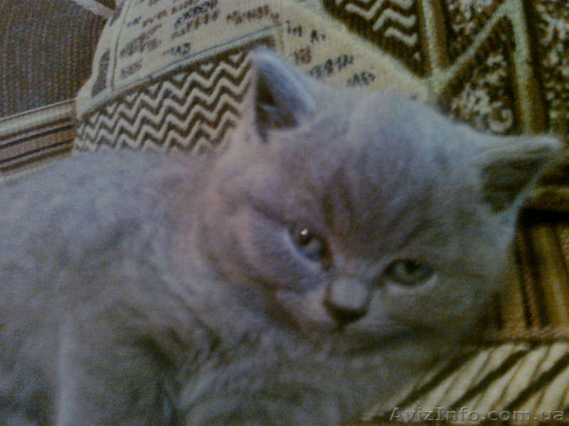 0661551083 и3930474   наталия - <ro>Изображение</ro><ru>Изображение</ru> #1, <ru>Объявление</ru> #275177