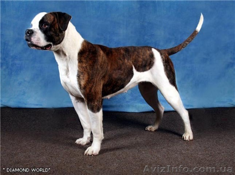 Американские бульдоги в Харькове. Питомник L'Diamond World - <ro>Изображение</ro><ru>Изображение</ru> #1, <ru>Объявление</ru> #269633