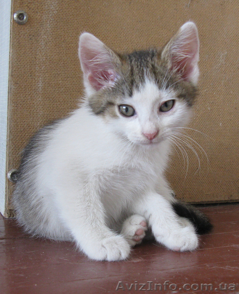 Отдам котёнка любящим хозяевам. - <ro>Изображение</ro><ru>Изображение</ru> #3, <ru>Объявление</ru> #262752