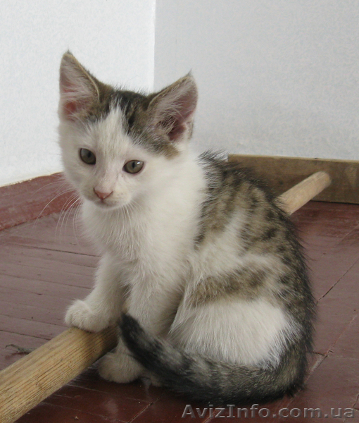 Отдам котёнка любящим хозяевам. - <ro>Изображение</ro><ru>Изображение</ru> #2, <ru>Объявление</ru> #262752