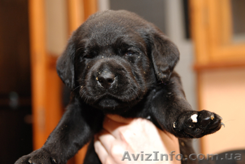 Лабрадор ретривер - продам щенков в хорошие руки - <ro>Изображение</ro><ru>Изображение</ru> #3, <ru>Объявление</ru> #269129