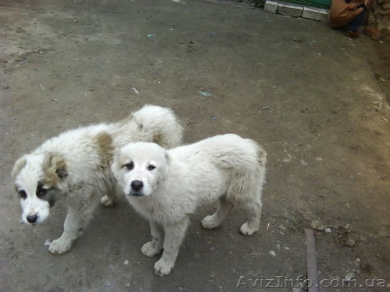 щенки алабая(туркменский волкодав) - <ro>Изображение</ro><ru>Изображение</ru> #1, <ru>Объявление</ru> #278749