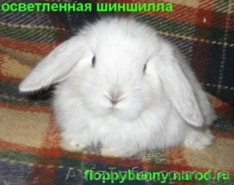 карликовые вислоухие,голландские и львиноголовые кролики - <ro>Изображение</ro><ru>Изображение</ru> #1, <ru>Объявление</ru> #100458