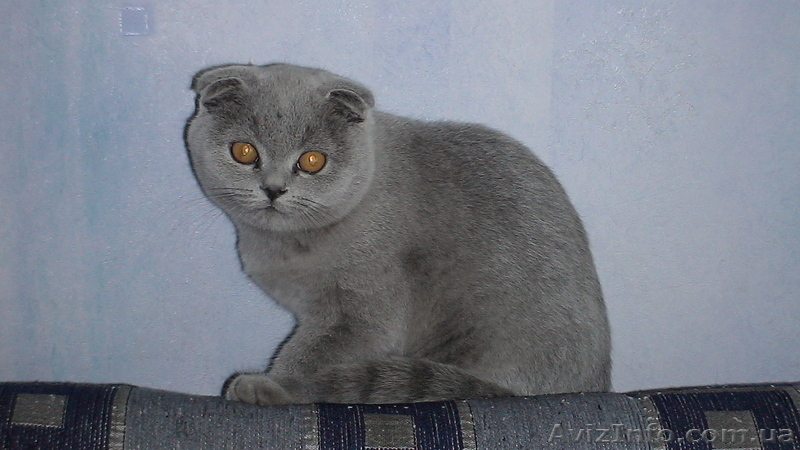 продам-плюшевую радость - <ro>Изображение</ro><ru>Изображение</ru> #1, <ru>Объявление</ru> #269750