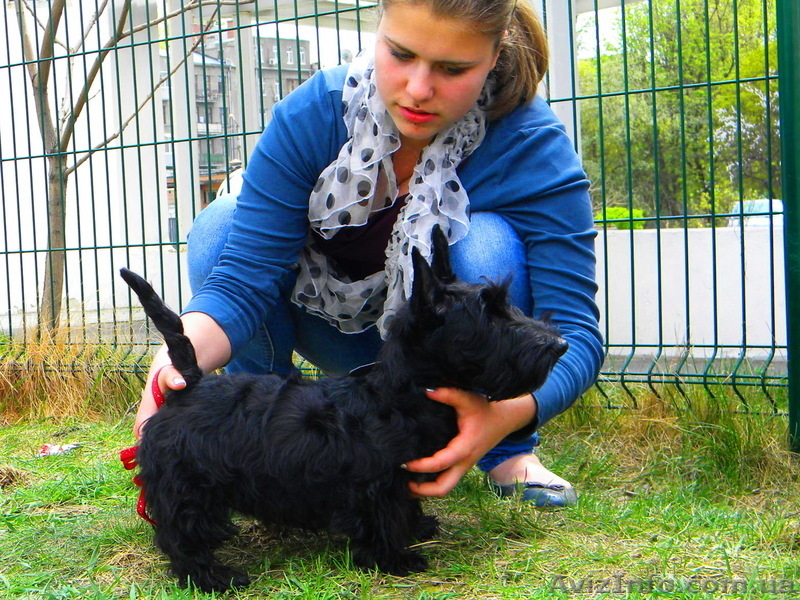 Щеночки скотч-терьера - <ro>Изображение</ro><ru>Изображение</ru> #4, <ru>Объявление</ru> #181955