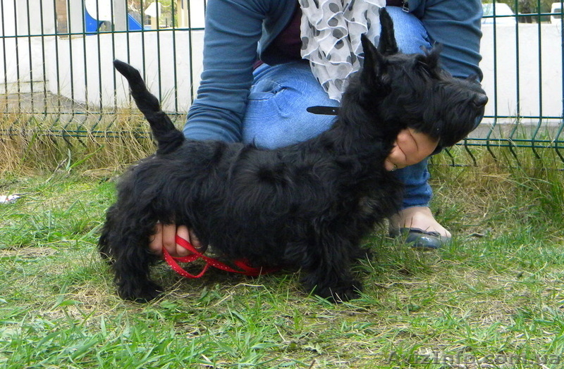 Малыши скотч - терьера - <ro>Изображение</ro><ru>Изображение</ru> #3, <ru>Объявление</ru> #185194