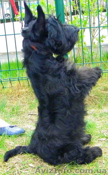 Щеночки скотч-терьера - <ro>Изображение</ro><ru>Изображение</ru> #2, <ru>Объявление</ru> #181955