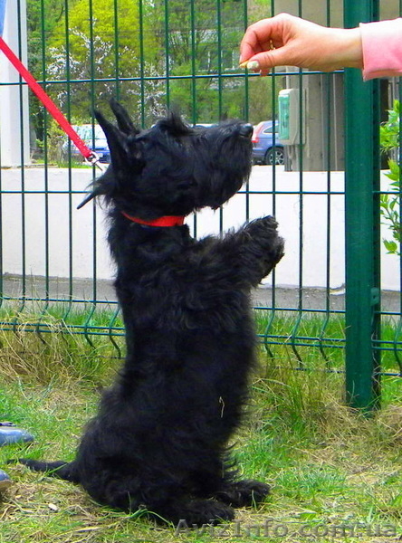 Малыши скотч - терьера - <ro>Изображение</ro><ru>Изображение</ru> #4, <ru>Объявление</ru> #185194