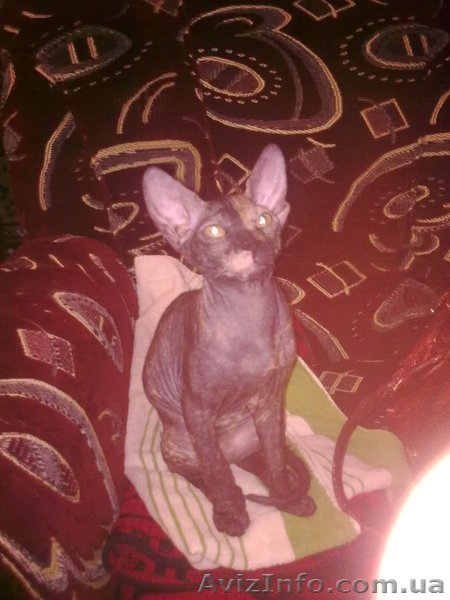 продам кошку порды донской сфикс - <ro>Изображение</ro><ru>Изображение</ru> #1, <ru>Объявление</ru> #255239