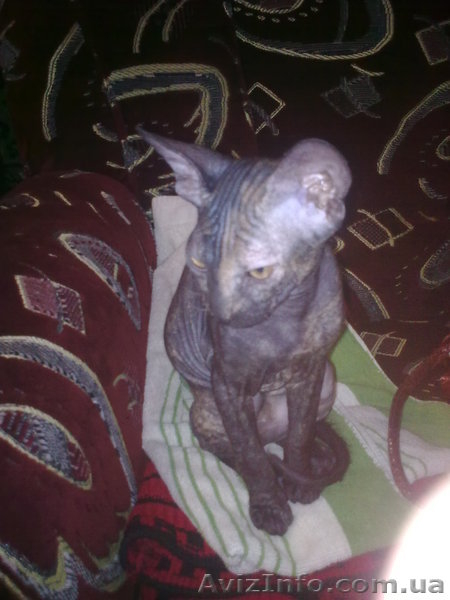 продам кошку порды донской сфикс - <ro>Изображение</ro><ru>Изображение</ru> #2, <ru>Объявление</ru> #255239