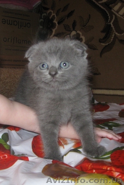 Вислоухие котята экзотических окрасок - <ro>Изображение</ro><ru>Изображение</ru> #2, <ru>Объявление</ru> #278448