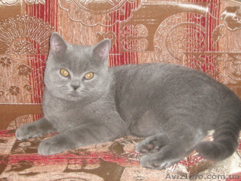 Продам британского котёнка!!!! - <ro>Изображение</ro><ru>Изображение</ru> #1, <ru>Объявление</ru> #279754