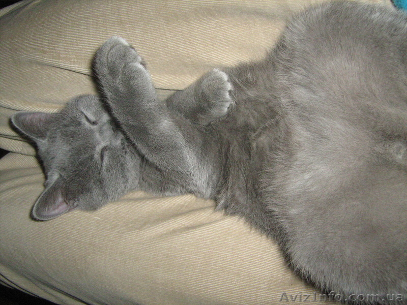 Продам британского котёнка!!!! - <ro>Изображение</ro><ru>Изображение</ru> #2, <ru>Объявление</ru> #279754