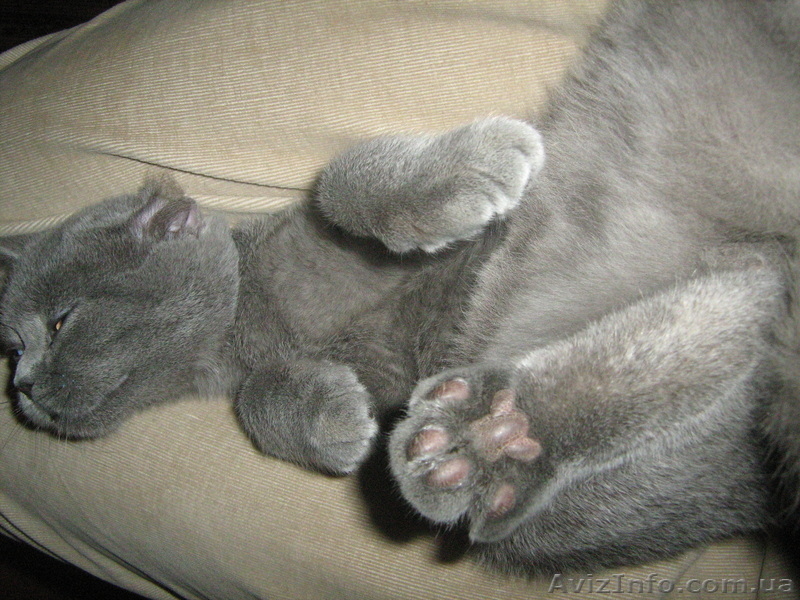 Продам британского котёнка!!!! - <ro>Изображение</ro><ru>Изображение</ru> #4, <ru>Объявление</ru> #279754