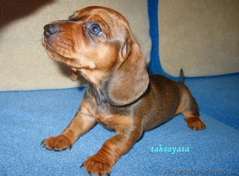 продам щенков таксы с красным мраморным геном - <ro>Изображение</ro><ru>Изображение</ru> #2, <ru>Объявление</ru> #271825