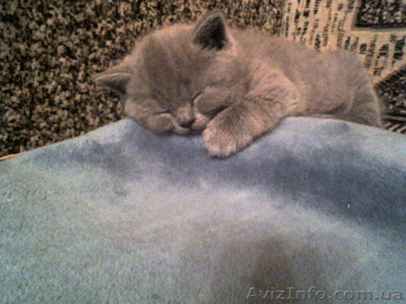 0661551083 и3930474   наталия - <ro>Изображение</ro><ru>Изображение</ru> #2, <ru>Объявление</ru> #275177