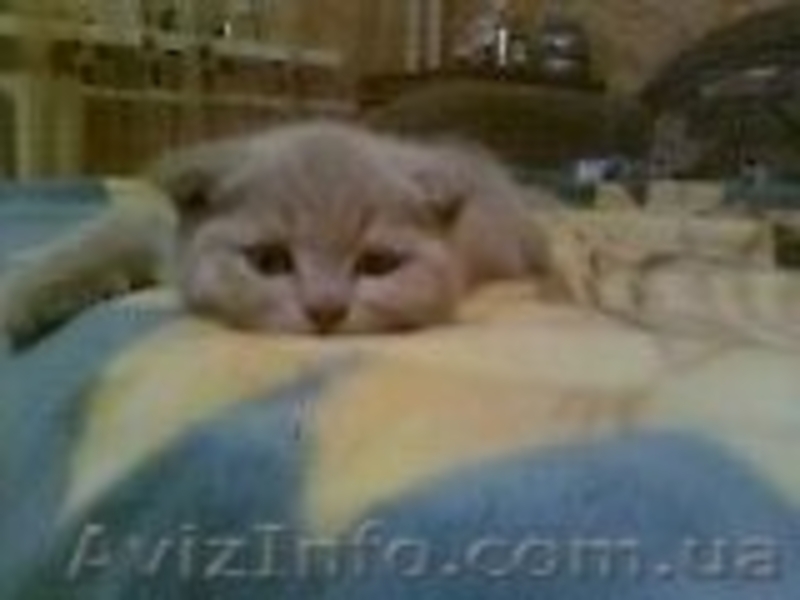 0661551083 и3930474   наталия - <ro>Изображение</ro><ru>Изображение</ru> #4, <ru>Объявление</ru> #275177