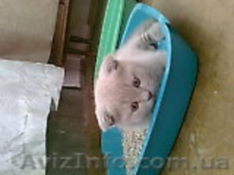 0661551083 и3930474   наталия - <ro>Изображение</ro><ru>Изображение</ru> #3, <ru>Объявление</ru> #275177