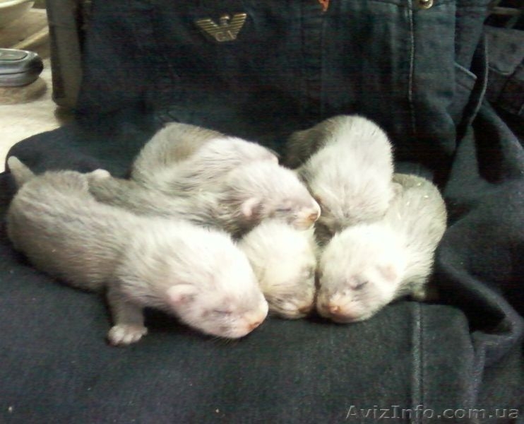 продам щенков фретки не дорого - <ro>Изображение</ro><ru>Изображение</ru> #1, <ru>Объявление</ru> #273919