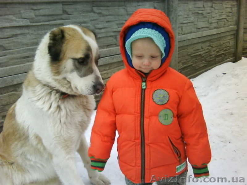 щенки алабая(туркменский волкодав) - <ro>Изображение</ro><ru>Изображение</ru> #2, <ru>Объявление</ru> #278749