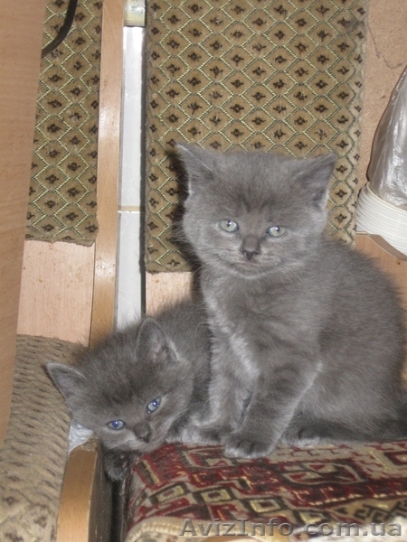 Продам самых красивых британских котят - <ro>Изображение</ro><ru>Изображение</ru> #2, <ru>Объявление</ru> #278459