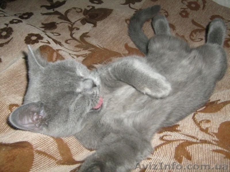 Продам британского котёнка!!!! - <ro>Изображение</ro><ru>Изображение</ru> #3, <ru>Объявление</ru> #279754