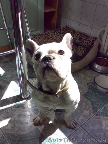 Французский бульдог ищет заботливого хозяина срочно - <ro>Изображение</ro><ru>Изображение</ru> #1, <ru>Объявление</ru> #303821