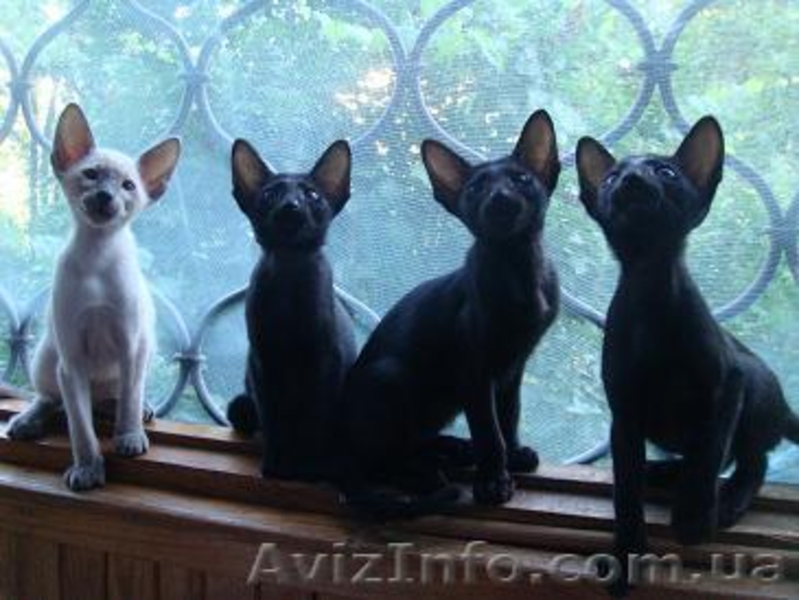 ориентальные сиамские котята - <ro>Изображение</ro><ru>Изображение</ru> #1, <ru>Объявление</ru> #293961