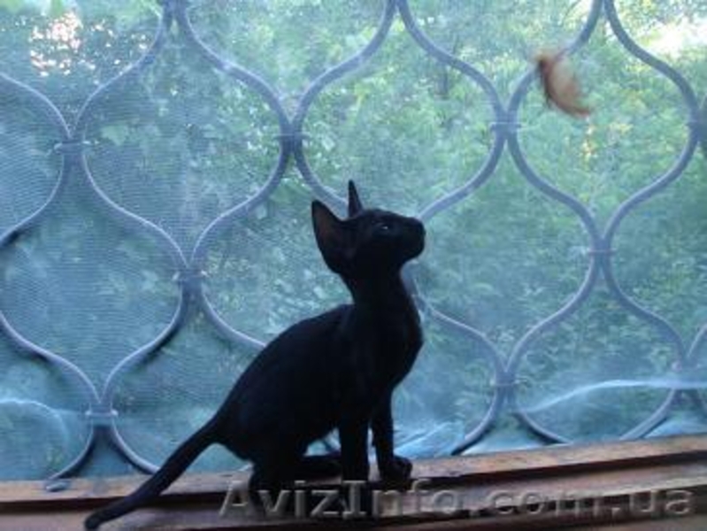 ориентальные сиамские котята - <ro>Изображение</ro><ru>Изображение</ru> #2, <ru>Объявление</ru> #293961