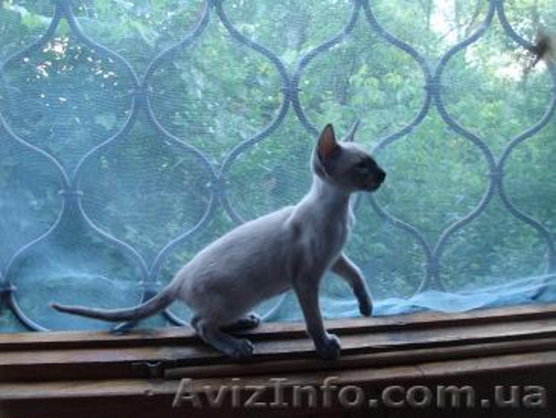 ориентальные сиамские котята - <ro>Изображение</ro><ru>Изображение</ru> #3, <ru>Объявление</ru> #293961