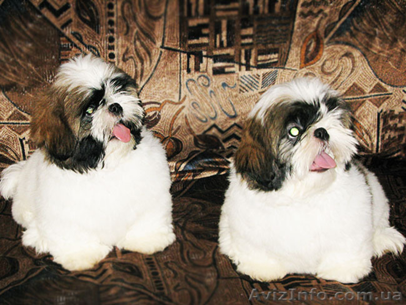 Щенки ши-тцу - пушистая радость. - <ro>Изображение</ro><ru>Изображение</ru> #3, <ru>Объявление</ru> #40487