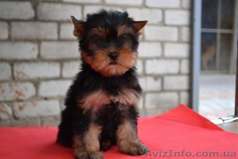 Элитные щеночки йоркширского терьера, - <ro>Изображение</ro><ru>Изображение</ru> #3, <ru>Объявление</ru> #293686