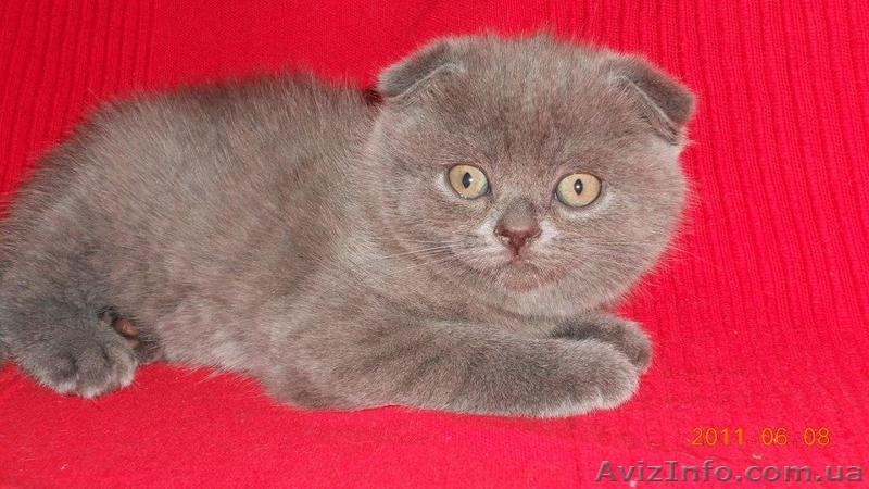 шотландский вислоухий  котенок девочка и мальчик. - <ro>Изображение</ro><ru>Изображение</ru> #1, <ru>Объявление</ru> #289649