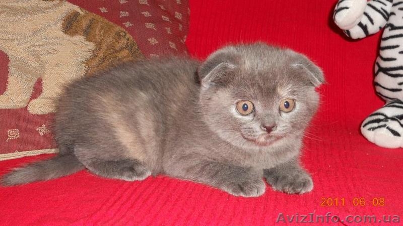 шотландский вислоухий  котенок девочка и мальчик. - <ro>Изображение</ro><ru>Изображение</ru> #3, <ru>Объявление</ru> #289649