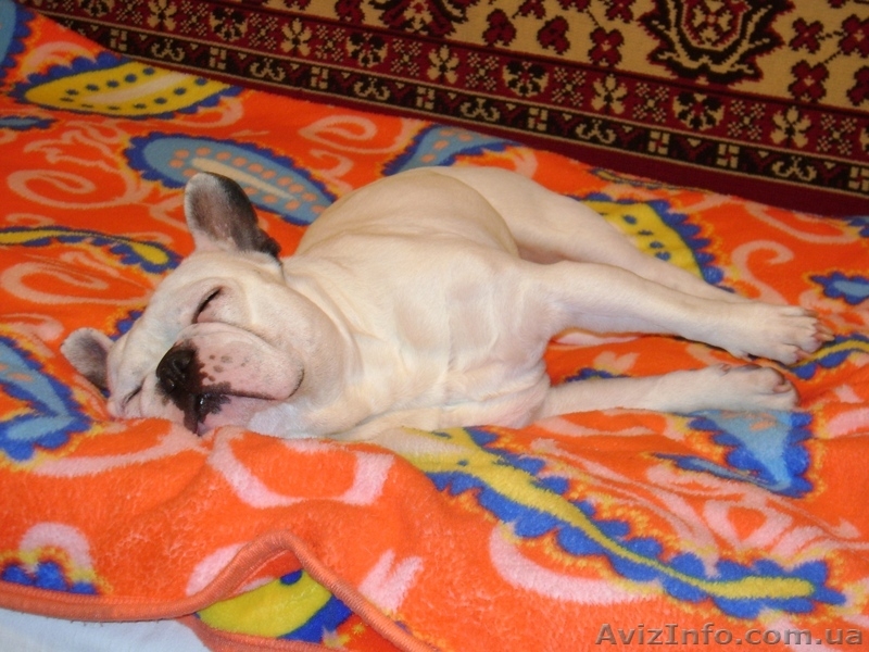 Французский бульдог ищет заботливого хозяина срочно - <ro>Изображение</ro><ru>Изображение</ru> #2, <ru>Объявление</ru> #303821