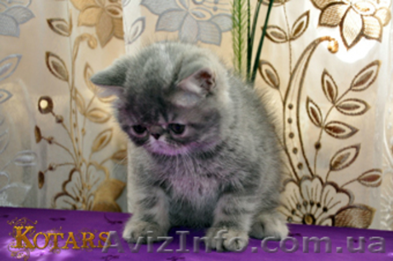 Предлогаю котят экзотической короткошерстной породы - <ro>Изображение</ro><ru>Изображение</ru> #3, <ru>Объявление</ru> #244638