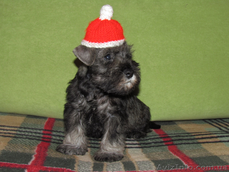 Щенки цвергшнауцера! - <ro>Изображение</ro><ru>Изображение</ru> #1, <ru>Объявление</ru> #295972