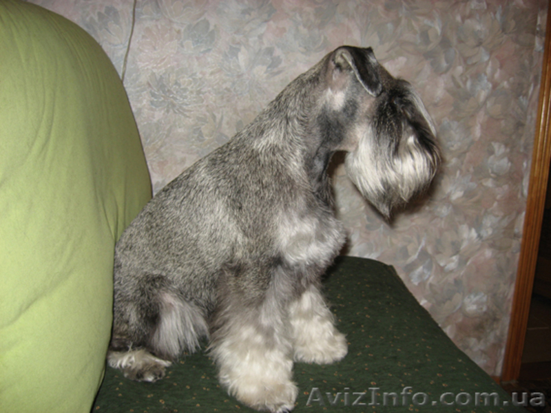 Щенки цвергшнауцера! - <ro>Изображение</ro><ru>Изображение</ru> #2, <ru>Объявление</ru> #295972