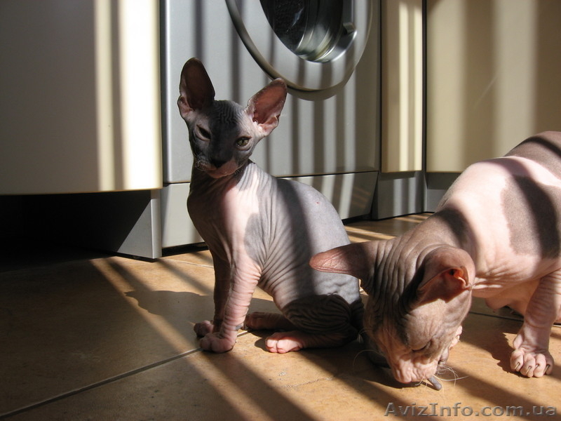 Донские сфинксята - <ro>Изображение</ro><ru>Изображение</ru> #1, <ru>Объявление</ru> #238941