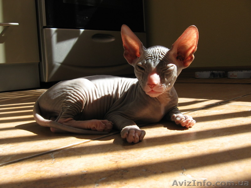 Донские сфинксята - <ro>Изображение</ro><ru>Изображение</ru> #2, <ru>Объявление</ru> #238941