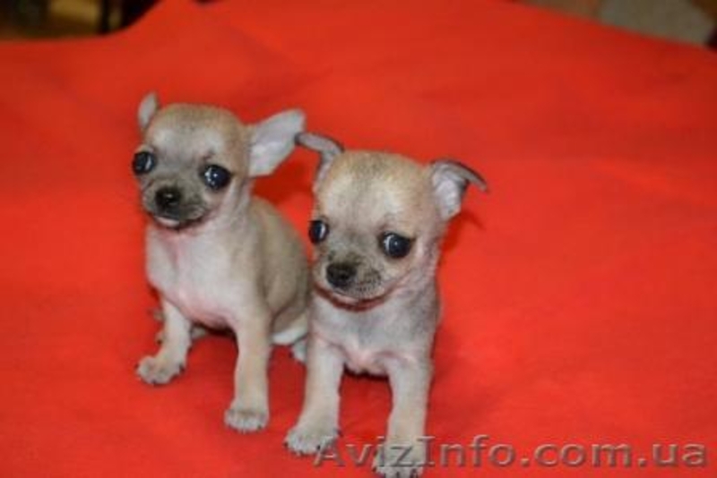 Элитные щеночки Чихуахуа шоу-класса - <ro>Изображение</ro><ru>Изображение</ru> #2, <ru>Объявление</ru> #290662